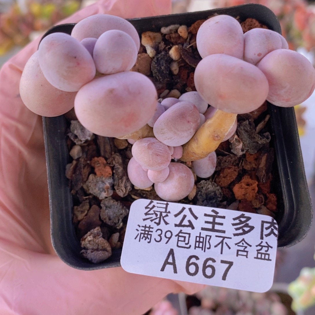 橙奶6cm667多肉植物