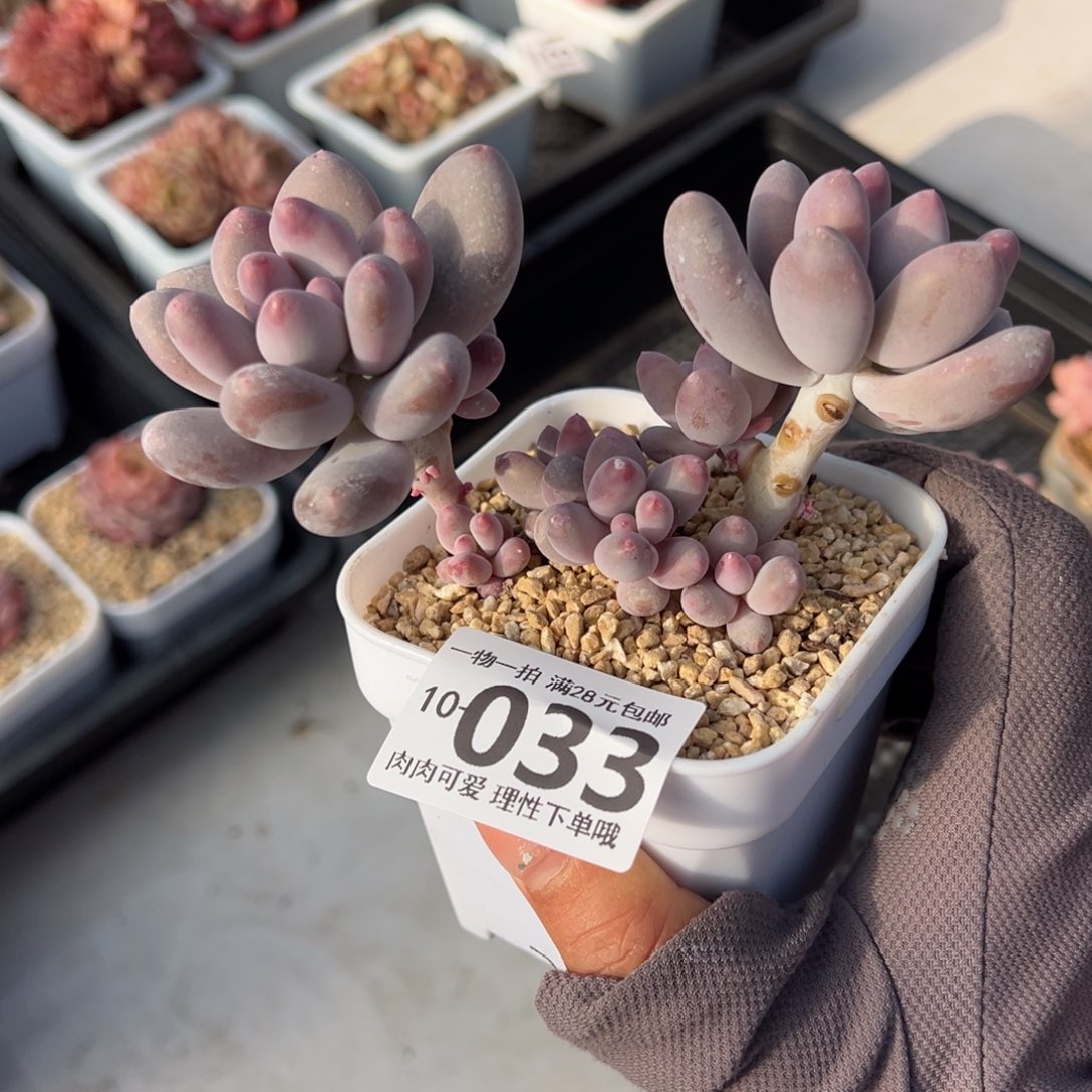 海狸美人多肉多肉多肉