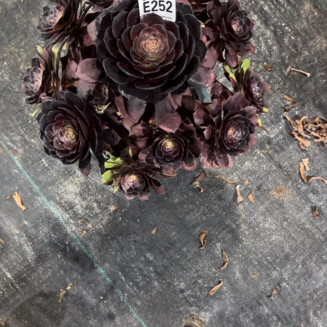 黑美人252.0000000