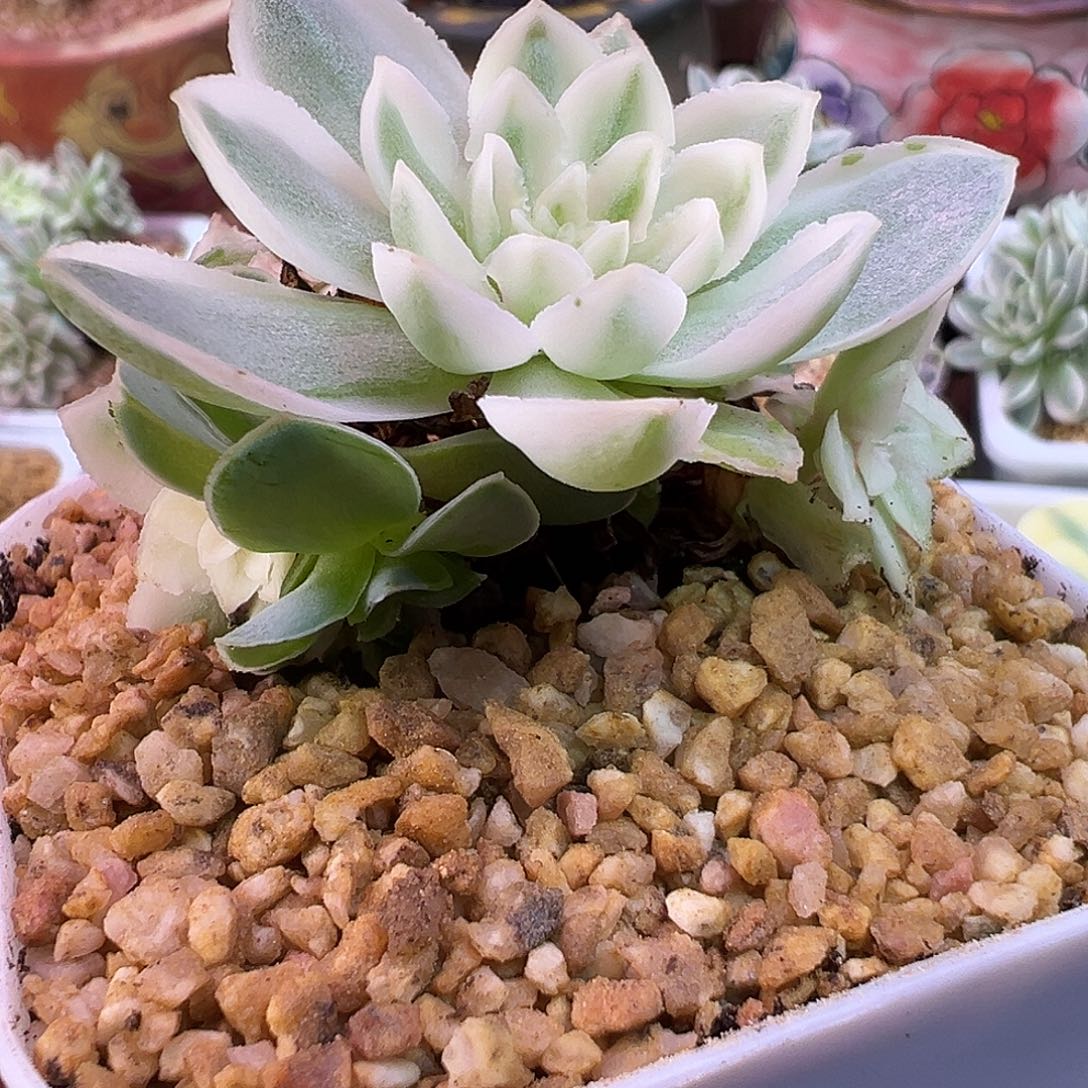 佣***王山地玫瑰锦秋夕1313号