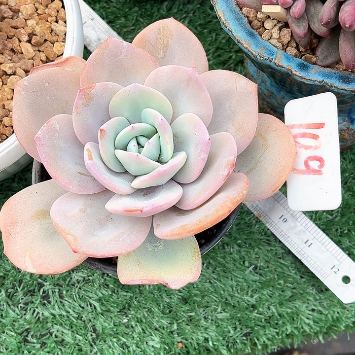 我是第一百个为妖刀应援的阴阳