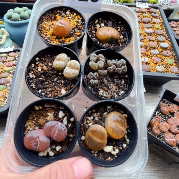 826母本六盒l l l l l l l l l l