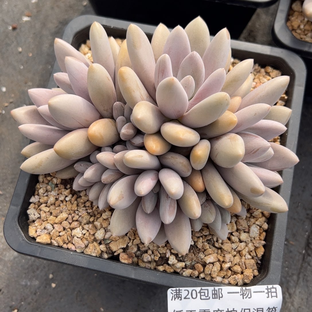 12025218 原始虞美人群生多头