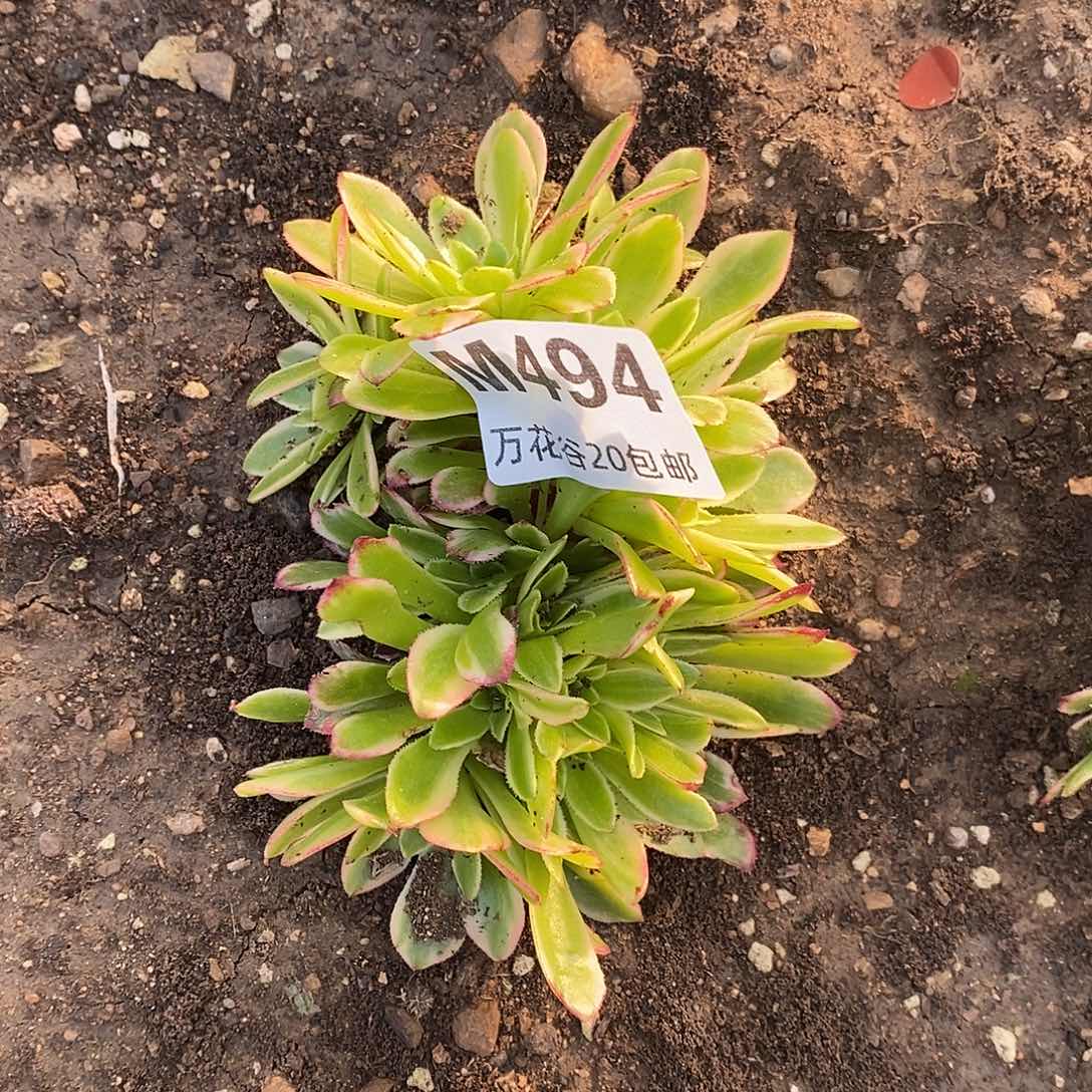 494朝霞朵朵多肉植物