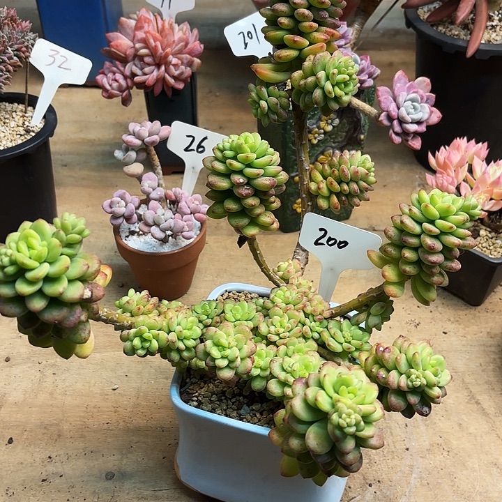 多肉植物，香格里拉200号