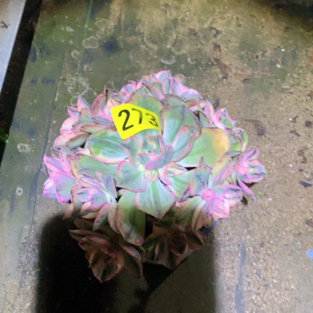 青花瓷多肉植物273