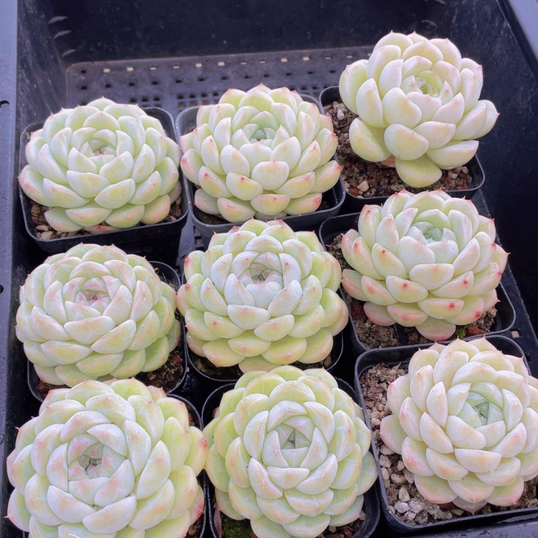 306号 宽叶白底白桃汽水大单头一个