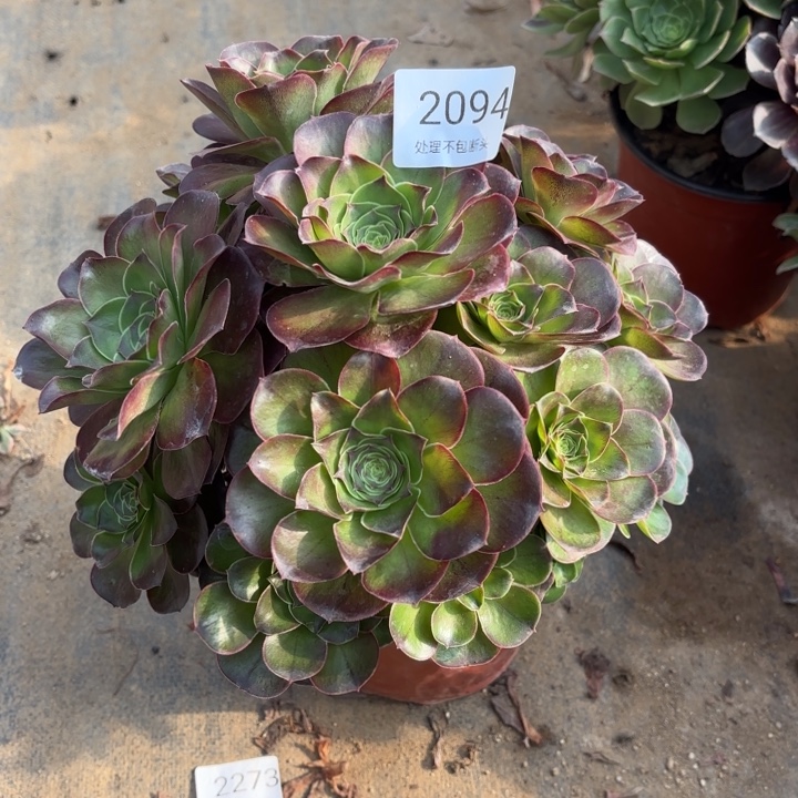 魅金玫瑰处理不包断头2094