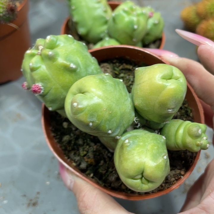 橙桃多头一物一拍新品110