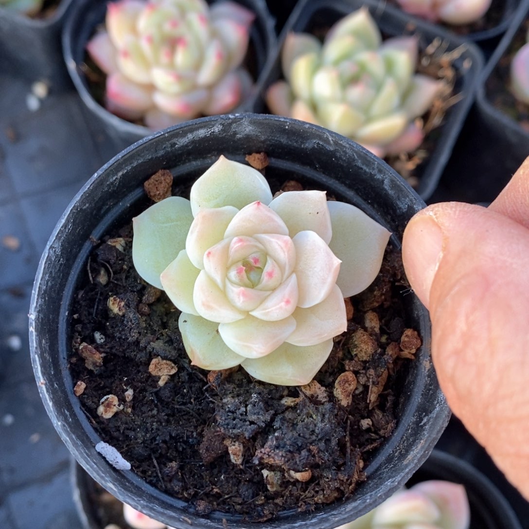 精品多肉一物一拍不包整227