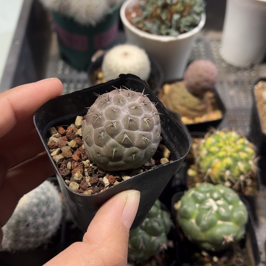 习之野多肉植物球