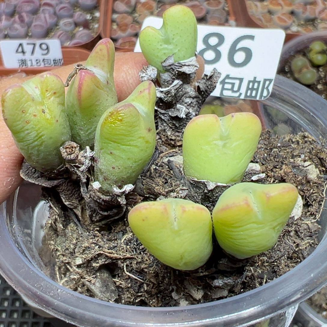 【闪购商品】 486.    