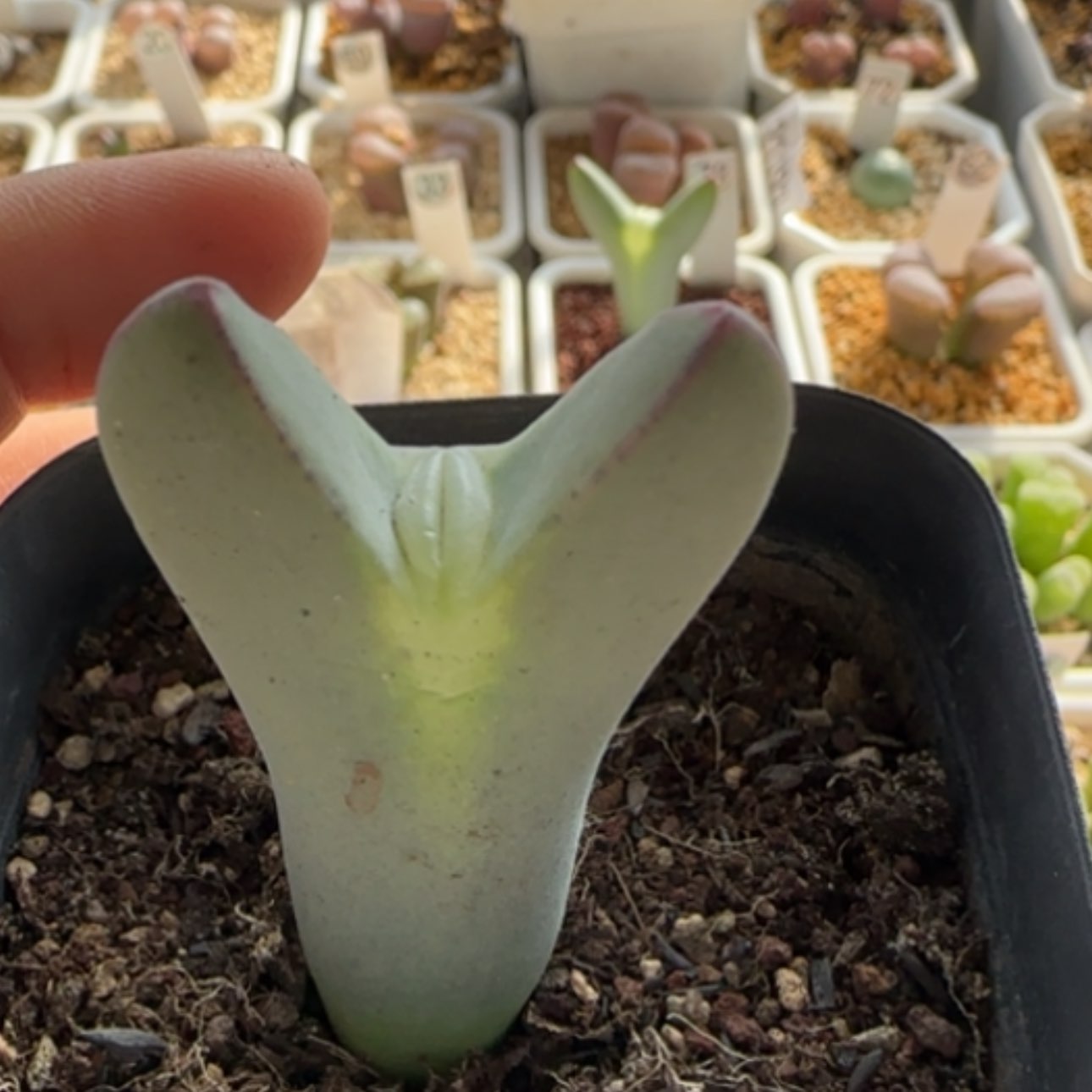 【闪购商品】羊*杨0001        