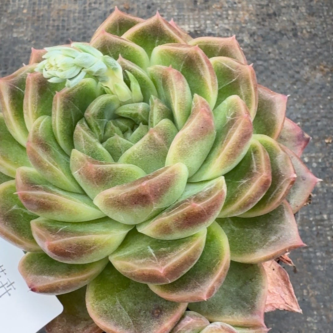 多肉杂交一物一拍9-74