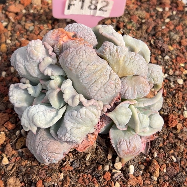 玩***猪留财群9cm多肉植物