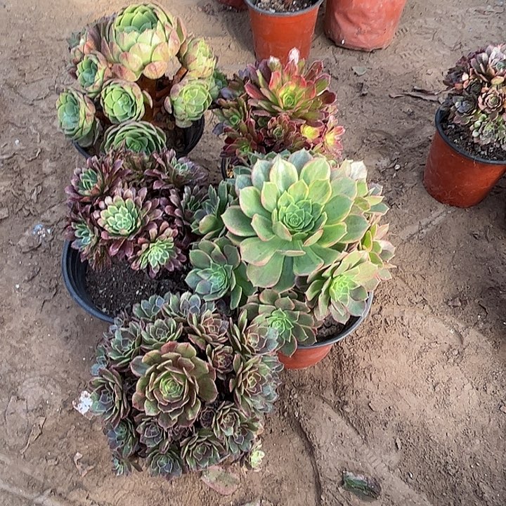 543多肉植物瑕疵特价，