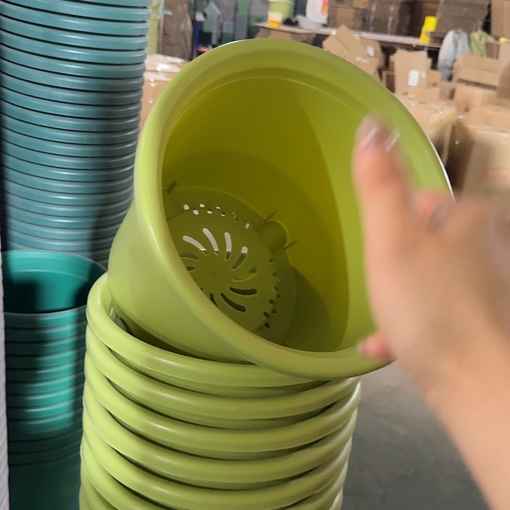 四季6号果绿无托10个微瑕特价