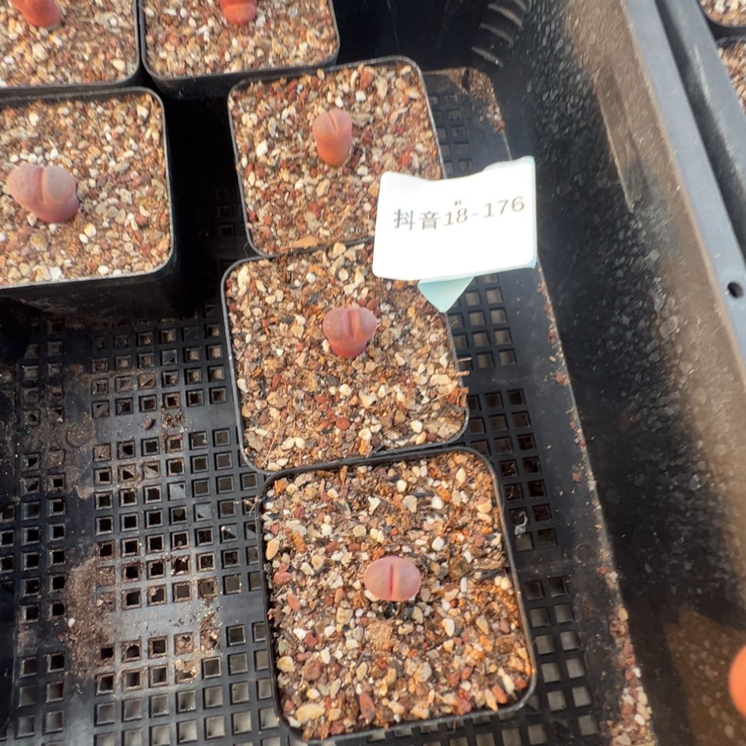 18-176量拍特选1804.5风铃一颗