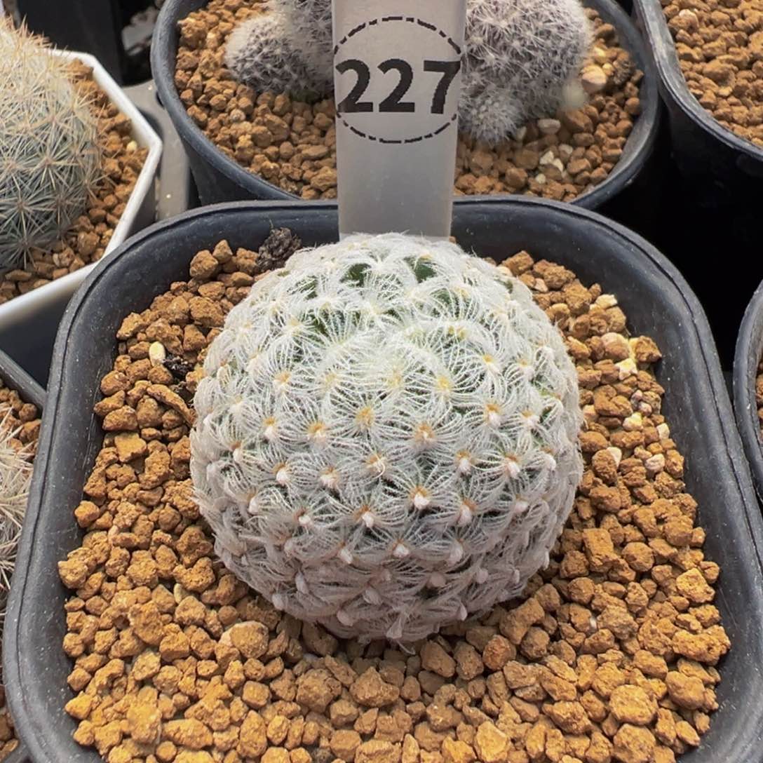 227实生根杜威丸多肉植物带盆土