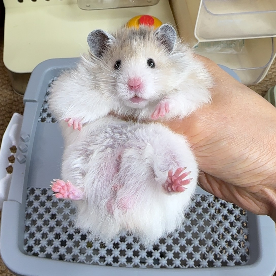 火波弟弟9.18生日