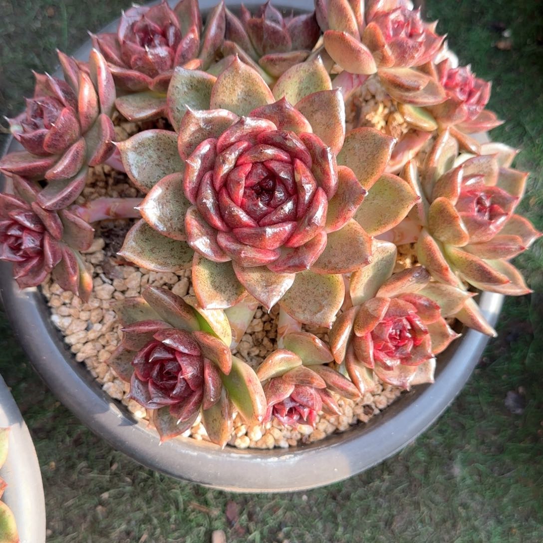 多肉植物多肉植物