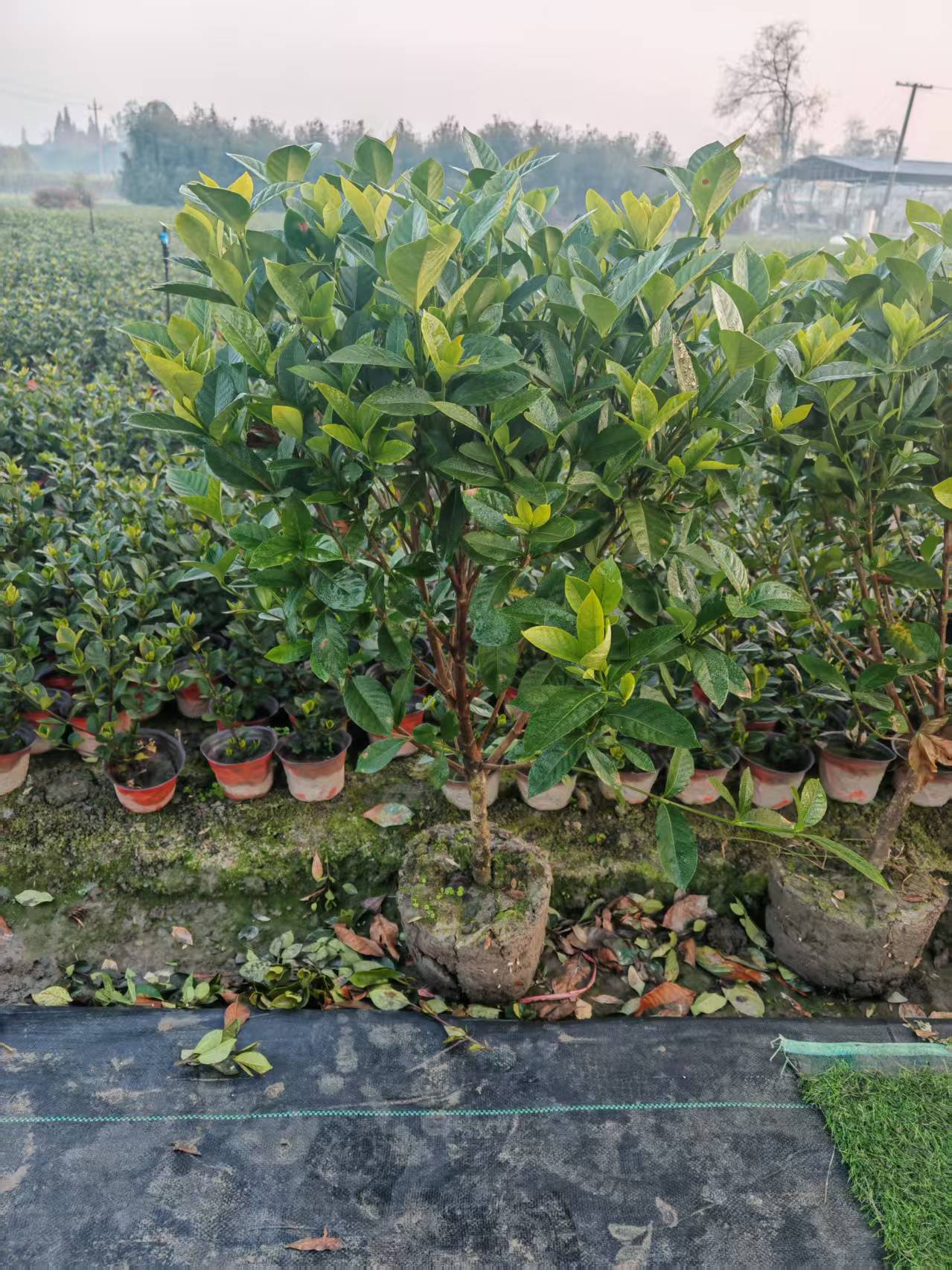 栀子花大叶牡丹独杆棒棒糖5年苗有花苞带原土球发货