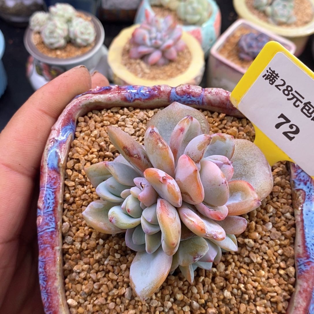 772韩版奶茶母猪体，约15头