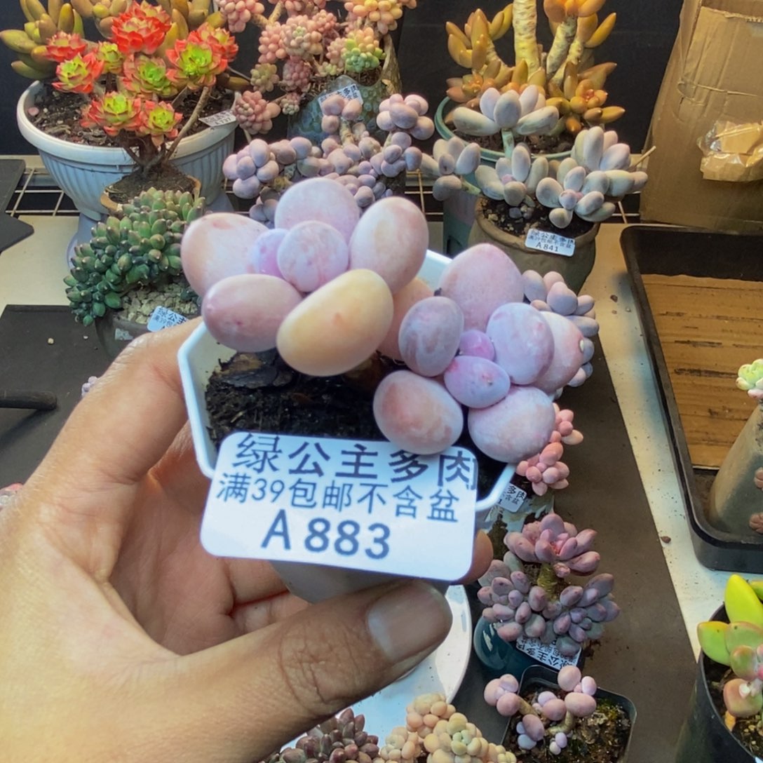 883蛋黄奶多肉4c m