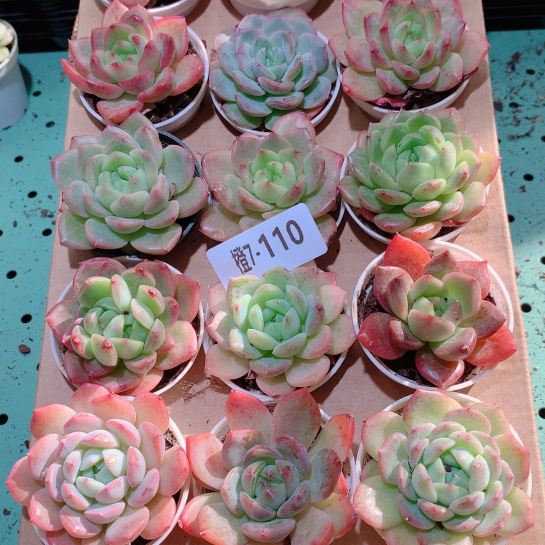7-110一物一拍多肉带盆18颗