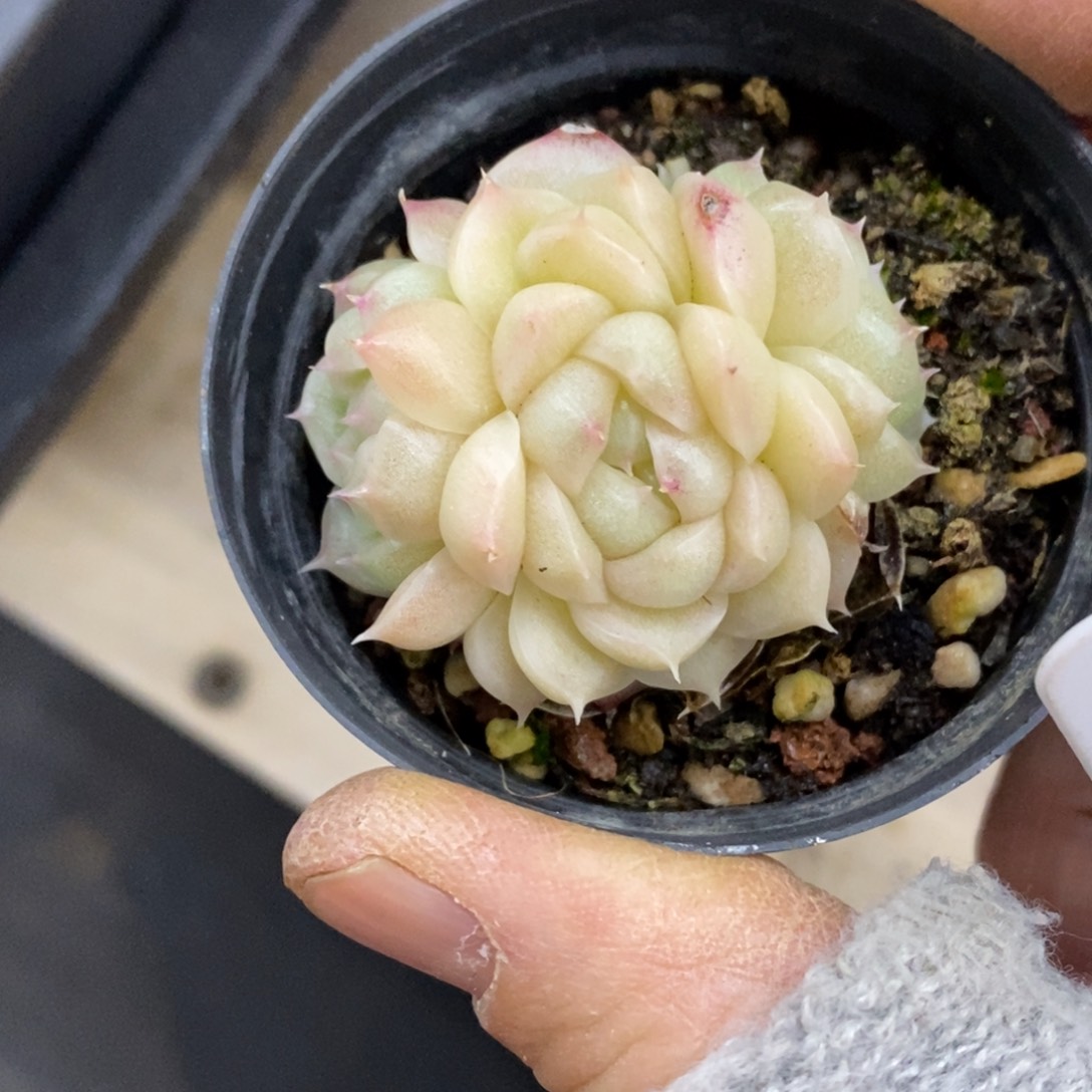 精品多肉一物一拍不包整429