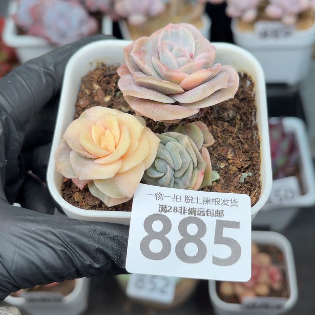 可爱玫瑰锦无盆土发货