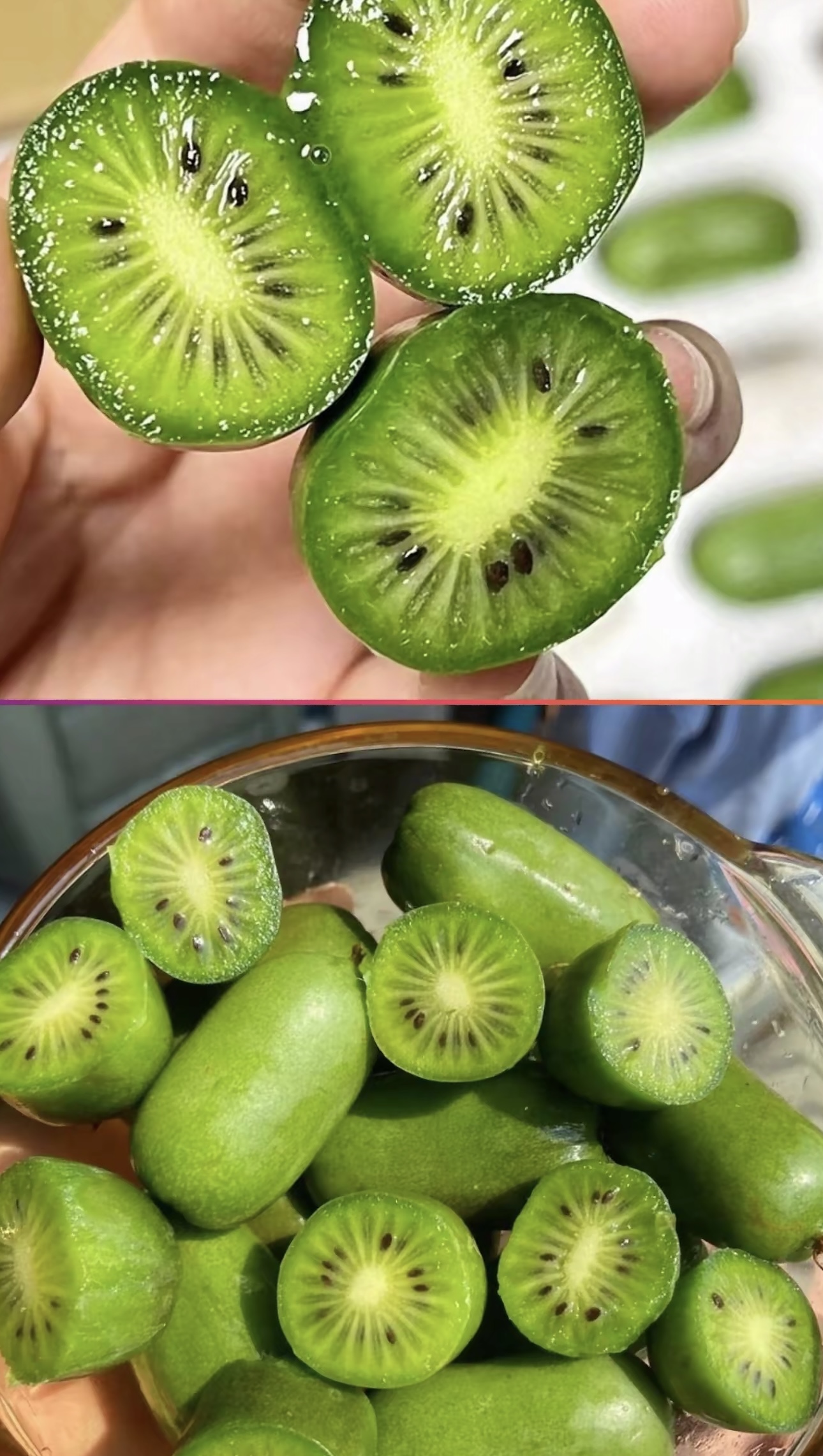 顺丰包邮丹东软枣猕猴桃新鲜应季奇异莓软糯香甜放软食用