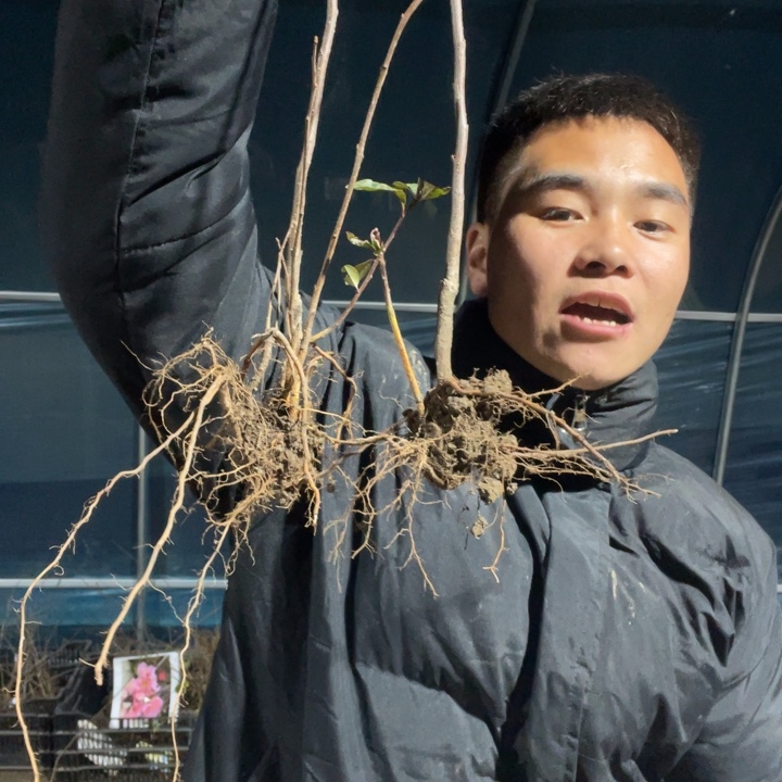 两颗     初心海棠花