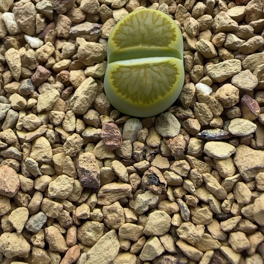 293 清框福利30包邮