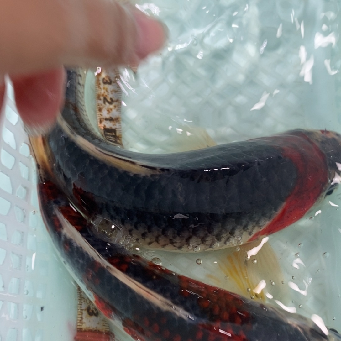 锦鲤冷水锦鲤包邮