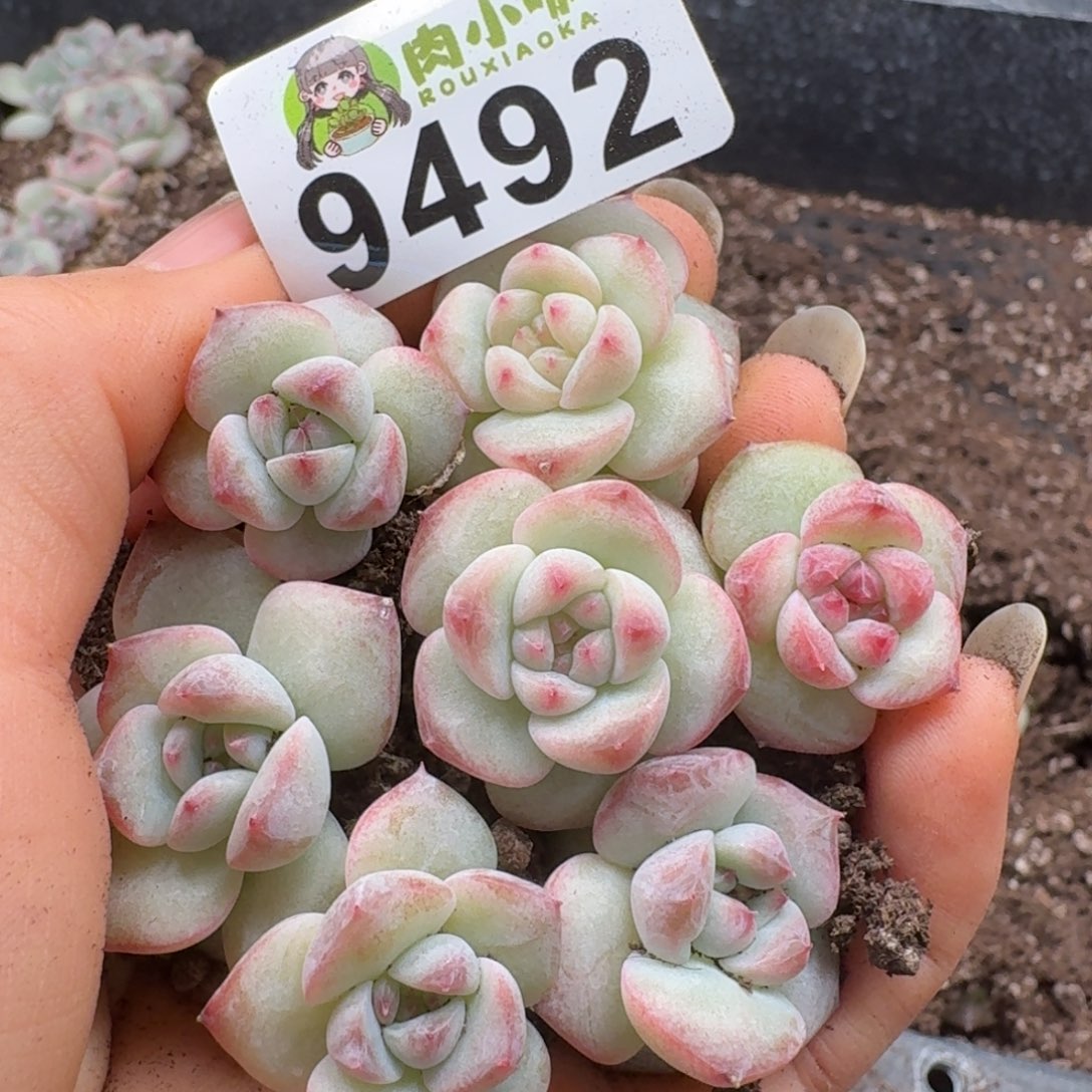 多肉植物多肉植物