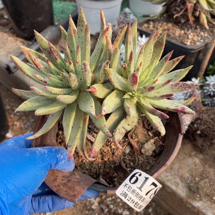 178号晚上伊静思多肉植物