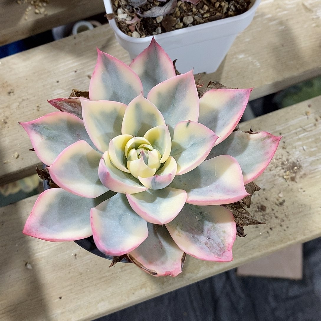 阿美星锦多肉植物老桩