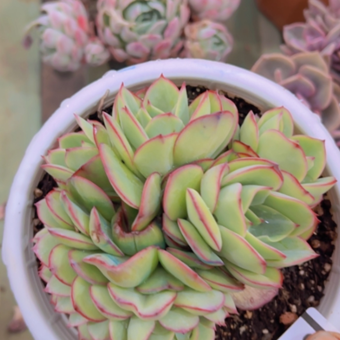 【闪购商品】牡丹亭缀06196