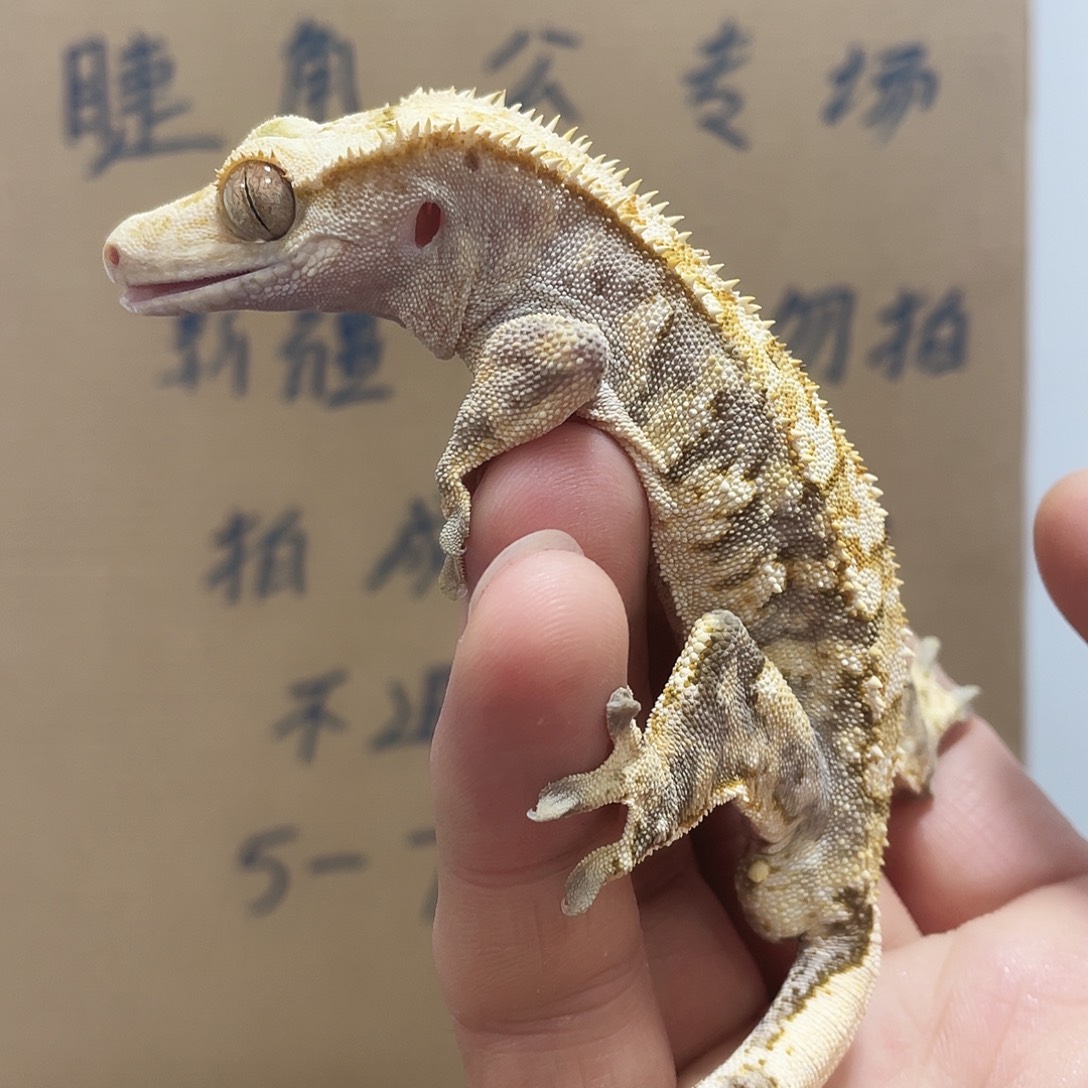 睫角守宫2025123（90）全品