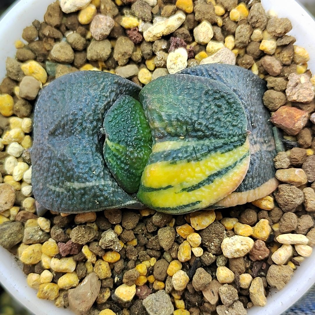 175号军配实生卧牛锦 5.5厘米左右一物一拍带盆