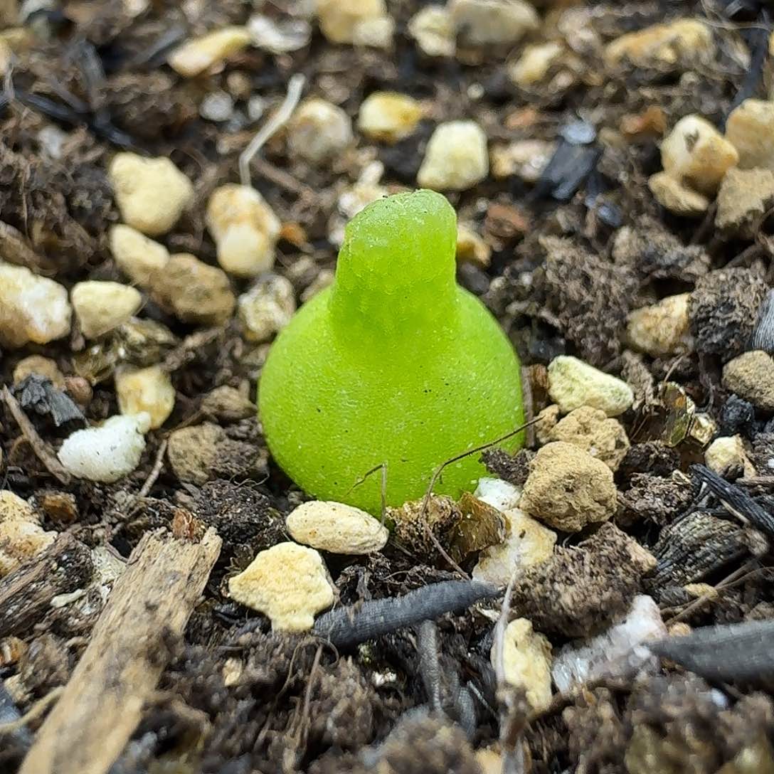 老马生石花小葫芦2247