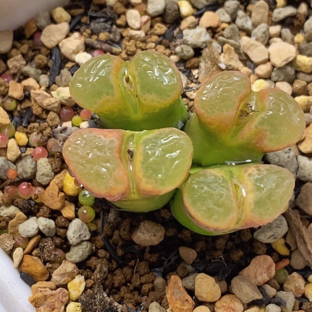 四头群生风铃四头群生风铃