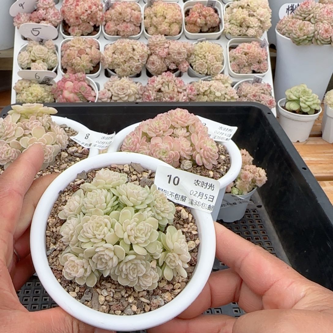 一***哦【闪购商品】0205-10（fm-74）