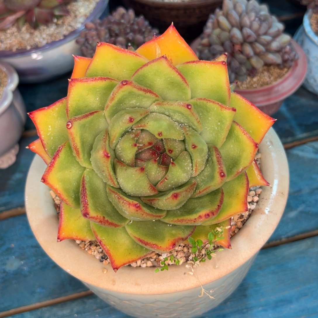 多肉一物一拍0214-286