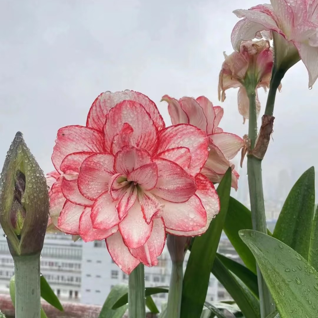 (美羊羊)重瓣朱顶红包对版原杯原土发货