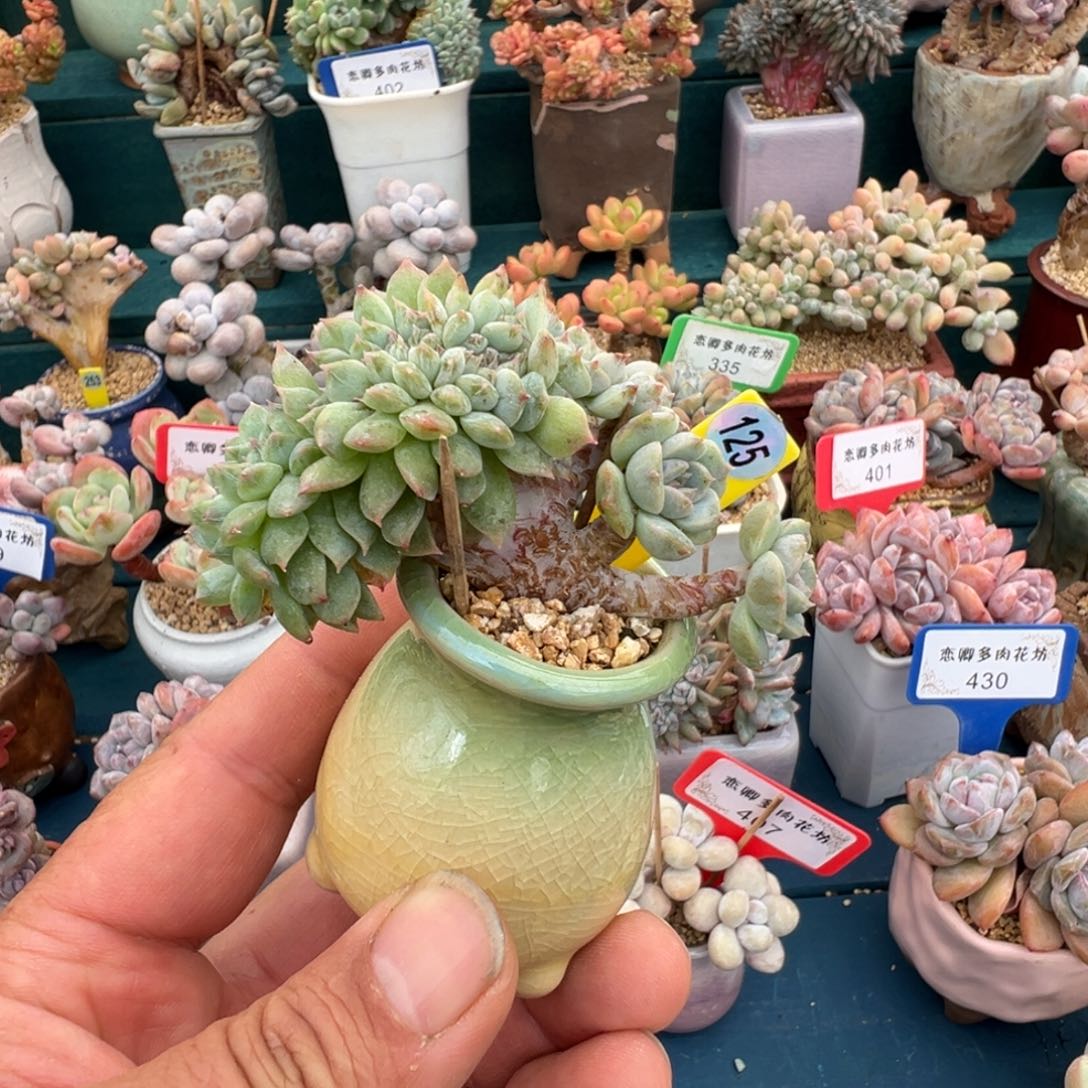 125糖心树缀带盆土发