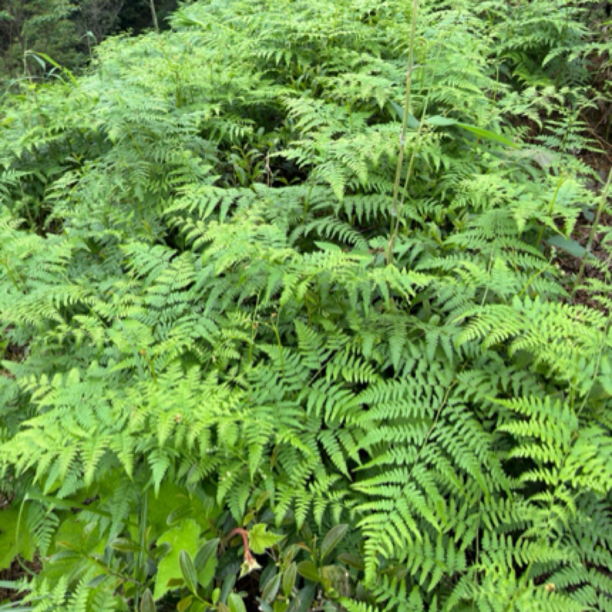 「问观」贰叁野放枞生态水仙