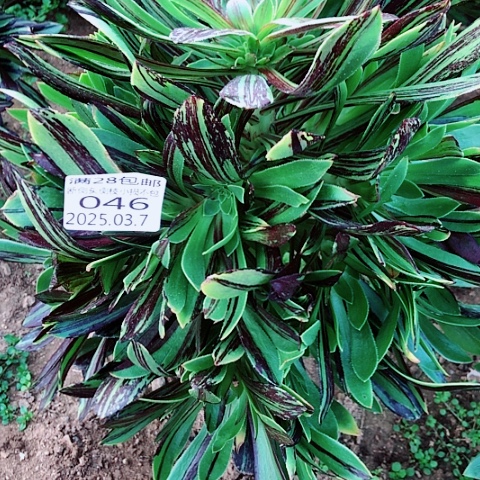 海****?3.7-46水墨丹青多肉植物