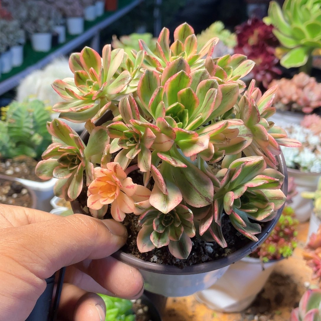 甜茶法师手捧带盆发货